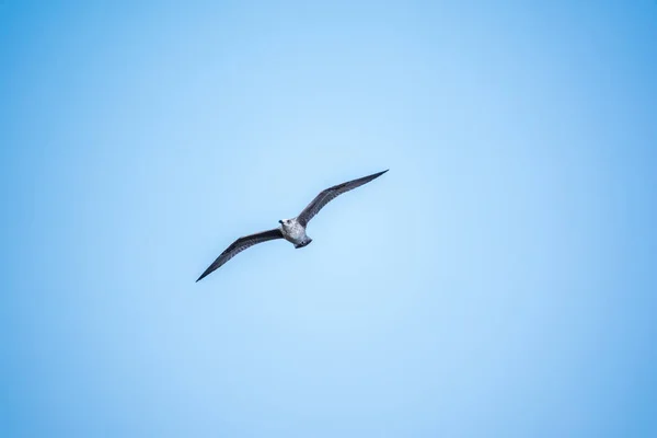 Mouette Vole Dans Ciel Bleu Clair Goéland Argenté Larus Argentatus — Photo