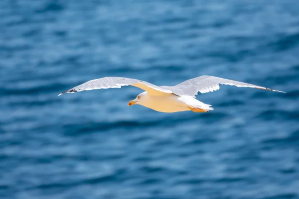 Sea gull flies over blue water. The European herring gull, Larus argentatus, flying on blue clear sea background.