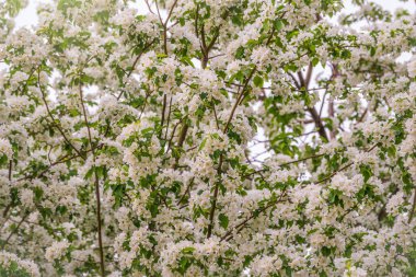 Beyaz çiçek açan elma ağaçları. Beyaz elma ağacı çiçekleri. Bahar mevsimi, bahar renkleri