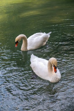 İki zarif beyaz kuğu karanlık suda yüzüyor. Dilsiz kuğu, Cygnus rengi.