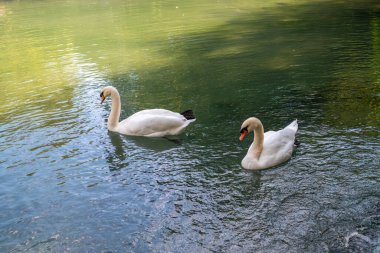İki zarif beyaz kuğu karanlık suda yüzüyor. Dilsiz kuğu, Cygnus rengi.