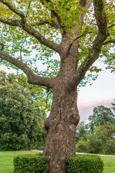 Árvore Grande Pltatanus Oreintalis Com Folhas Verdes Futis Luz Por — Fotografia de Stock