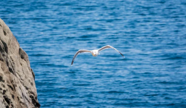 Sea gull flies over blue water. The European herring gull, Larus argentatus, flying on blue clear sea background.