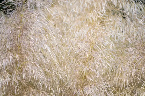 Gele Herfst Pluizige Veren Gras Met Zaden Gebogen Stengels Lichte — Stockfoto