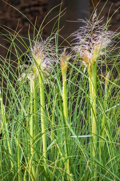 Groen Geel Herfst Pluizig Vedergras Met Zaden Gebogen Stengels Lichte — Stockfoto