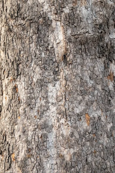 플라타 Platanus Sycamore 나무의 껍질을 클로즈업 전나무 줄기의 무화의 나무껍질을 — 스톡 사진