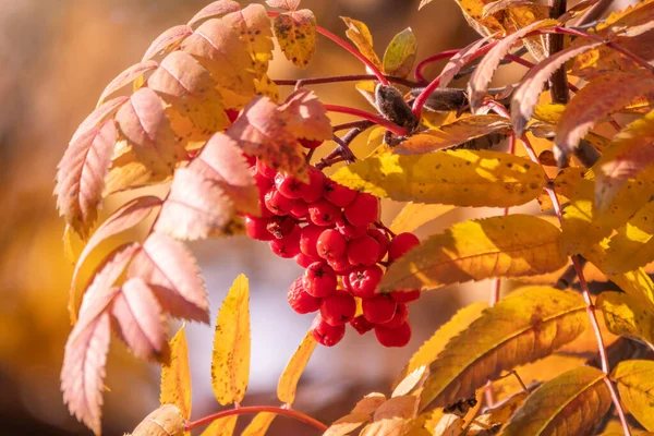 秋にはたくさんの赤いローワンが葉を出します 黄金の葉の秋のローワンベリー — ストック写真