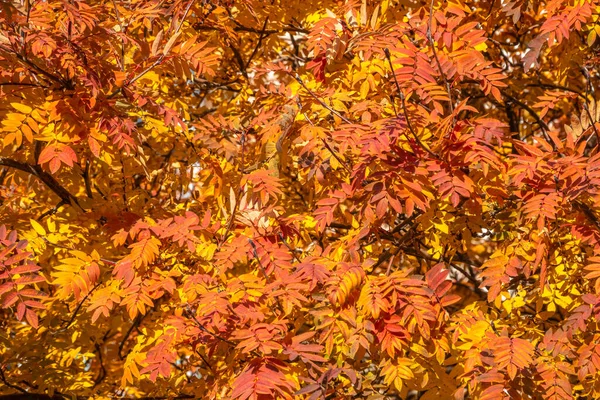 Ebereschenzweige Mit Gelben Blättern Herbstpark Hintergrund Natur — Stockfoto