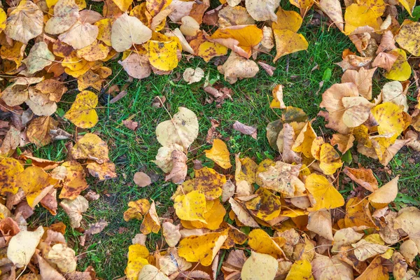 Fallen Yellow Orange Autumn Leaves Green Grass Ground Autumn Horizontal — Stock Photo, Image