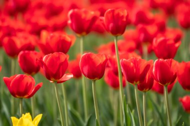 Baharda renkli kırmızı laleler çiçek açar. Doğal bahar arkaplanı.