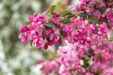 Çiçek açan bir elma ağacının mavi arka planlı taze pembe çiçekleri. Armut dibine düşermiş. Pembe çiçekler, yakın plan..