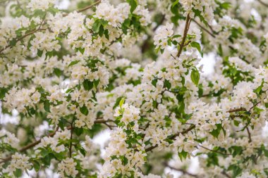 Beyaz çiçek açan elma ağaçları. Beyaz elma ağacı çiçekleri. Bahar mevsimi, bahar renkleri