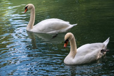 İki zarif beyaz kuğu karanlık suda yüzüyor. Dilsiz kuğu, Cygnus rengi.