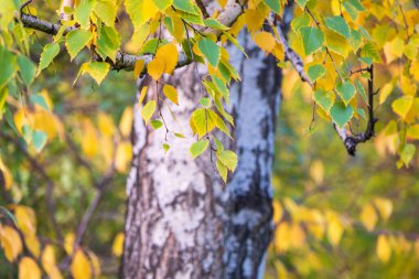 Sonbaharda günbatımının ışığında sarı yapraklı huş dalları. Kuru sonbahar yaprakları arka plan, altın huş ağacı yaprakları, parlak sarı güneş ışığı, sonbahar parkı, mevsimler değişir, sonbahar doğası.