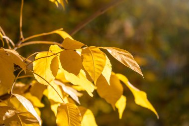 Sonbahar parkında sarı yapraklı dallar. Doğa arkaplanı