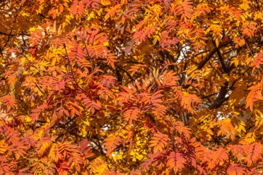 Sonbahar parkında sarı yapraklı Rowan dalları. Doğa arkaplanı