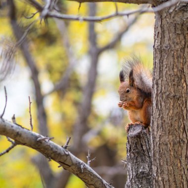 Fındıklı sonbahar sincabı bir dala oturur. Vahşi hayvan. Sonbahar ormanı.