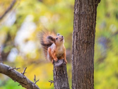 Sonbahar sincabı bir dala oturur. Vahşi hayvan. Sonbahar ormanı.