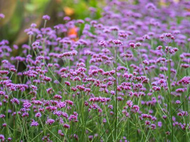 Verbena bonariensis çiçekleri, Arjantin minesi veya mor mine çiçeği, Clustertop mine, uzun verbena, Pretty Verbena, yeşil mavi arka planda bahçede