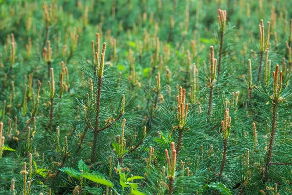 Pequenos Pinheiros Verdes Com Brotos Frescos Primavera Verão Moitas Densas — Fotografia de Stock