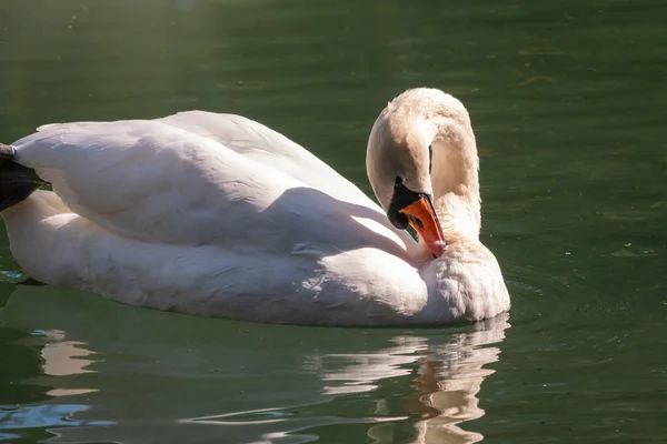 Graciös Vit Svan Som Simmar Sjö Med Mörkgrönt Vatten Den — Stockfoto