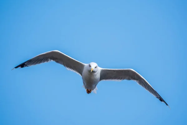 Sea gull flies in the clear blue sky. The European herring gull, Larus argentatus, flying in the clear blue sky.