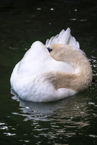 Elegante Cisne Blanco Nadando Lago Con Agua Verde Oscura Cisne — Foto de Stock