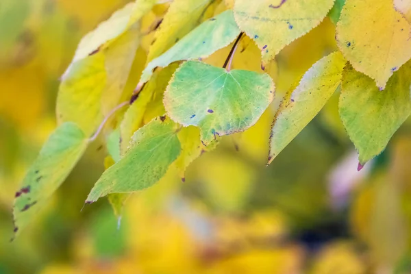 Ветви Яблони Желтыми Листьями Осенью Ярко Желтые Оранжевые Осенние Листья — стоковое фото