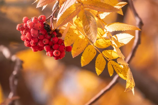 Ramo Serbal Rojo Hojas Otoño Bayas Rowan Otoño Hojas Oro —  Fotos de Stock