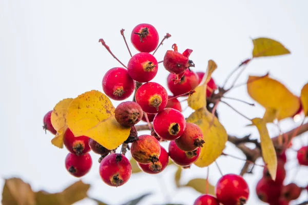 Almaágak Vörös Almával Sárga Levelekkel Ősszel Élénk Sárga Narancssárga Őszi — Stock Fotó