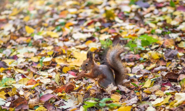 Squirrel Dengan Mur Musim Gugur Rumput Hijau Dengan Daun Kuning — Stok Foto