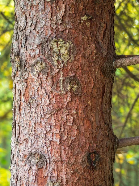 Blaf Van Dennenbomen Textuur Van Sparren Schors Naadloze Boomschors Achtergrond — Stockfoto