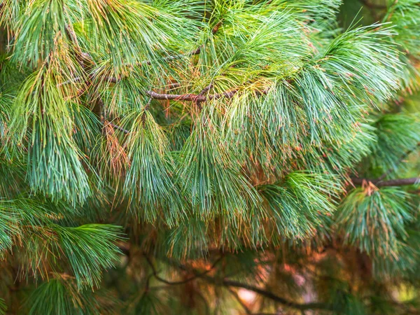 Шишки Цедра Довгими Пухнастими Голками Прекрасним Розмитим Фоном Pinus Sibirica — стокове фото