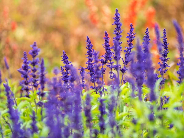 Azul Salvia Farinacea Flores Mealy Cup Sage Uma Bela Brilhantemente — Fotografia de Stock