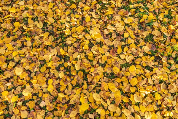 Fallen Yellow Orange Autumn Leaves Green Grass Ground Autumn Horizontal — Stock Photo, Image