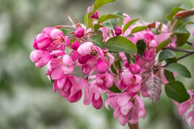Çiçek açan bir elma ağacının mavi arka planlı taze pembe çiçekleri. Armut dibine düşermiş. Pembe çiçekler, yakın plan..