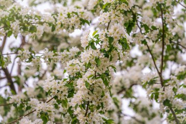 Beyaz çiçek açan elma ağaçları. Beyaz elma ağacı çiçekleri. Bahar mevsimi, bahar renkleri