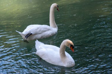 İki zarif beyaz kuğu karanlık suda yüzüyor. Dilsiz kuğu, Cygnus rengi.