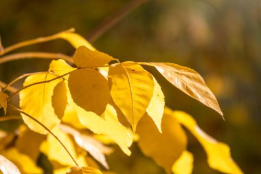 Sonbahar parkında sarı yapraklı dallar. Doğa arkaplanı