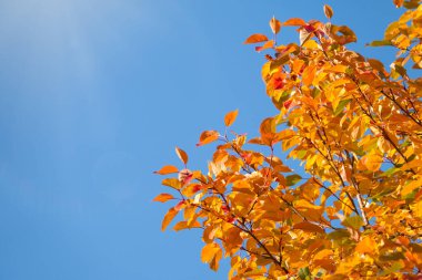Sonbaharda mavi gökyüzüne karşı sarı yapraklı elma ağacı dalları. Elma ağacının parlak sarı ve turuncu sonbahar yaprakları.