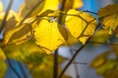 Sonbaharda günbatımının ışığında sarı yapraklı Tilia dalı. Kuru sonbahar yaprakları arka plan, altın huş ağacı yaprakları, parlak sarı güneş ışığı, sonbahar parkı, mevsimler değişir, sonbahar doğası.