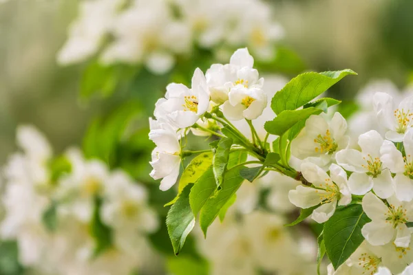 White Blossoming Apple Trees White Apple Tree Flowers Spring Season — Stock Photo, Image