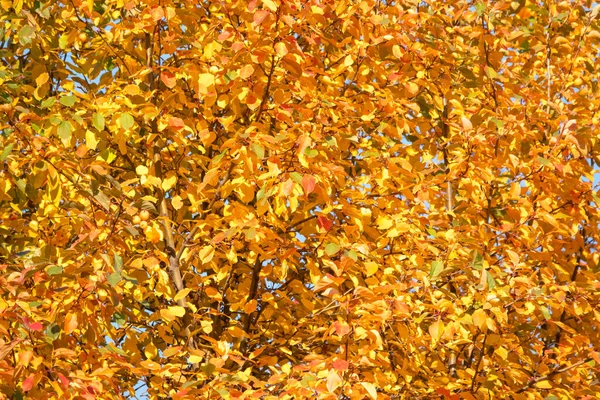 Sonbahar Parkında Sarı Yapraklı Dallar Doğa Arkaplanı — Stok fotoğraf