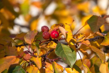Sonbaharda kırmızı elma ve sarı yapraklı elma ağacı dalları. Elma ağacının parlak sarı ve turuncu sonbahar yaprakları.