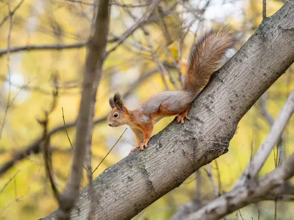 Écureuil Automne Est Assis Sur Une Branche Animal Sauvage Forêt — Photo