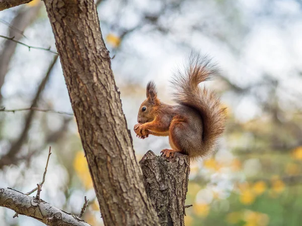 Fındıklı Sonbahar Sincabı Bir Dala Oturur Vahşi Hayvan Sonbahar Ormanı — Stok fotoğraf