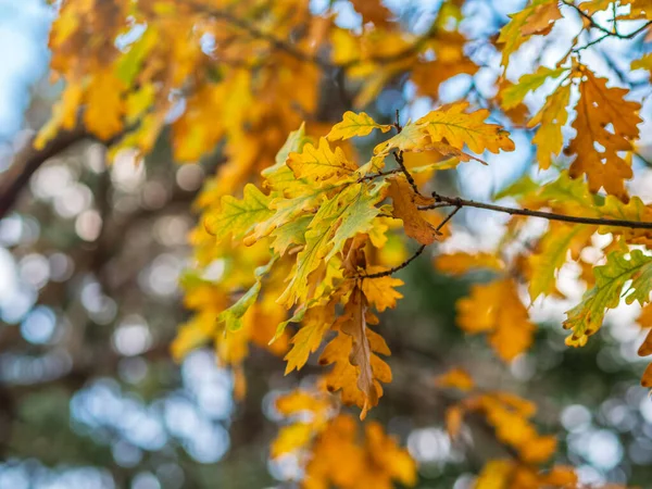 Дубовые Ветви Желтыми Листьями Осеннем Парке Ярко Желтые Оранжевые Осенние — стоковое фото