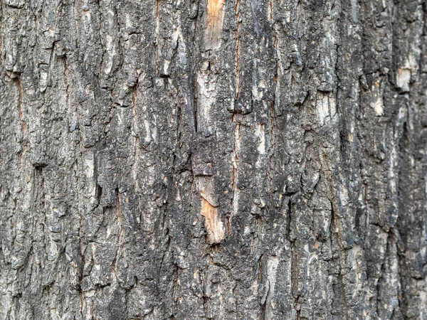 Struttura Della Corteccia Sfondo Vecchio Tronco Albero Struttura Dettagliata Della — Foto Stock