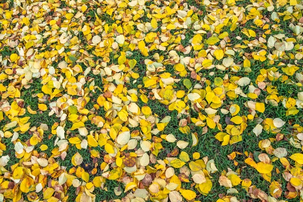 Fallen Yellow Orange Autumn Leaves Green Grass Ground Autumn Horizontal — Stock Photo, Image