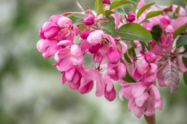 Çiçek açan bir elma ağacının mavi arka planlı taze pembe çiçekleri. Armut dibine düşermiş. Pembe çiçekler, yakın plan..